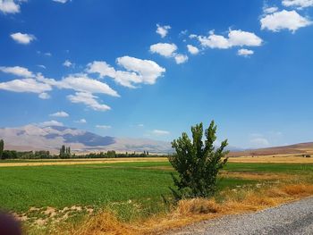 Scenic view of agricultural field against sky