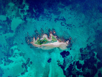 High angle view of turtle in sea