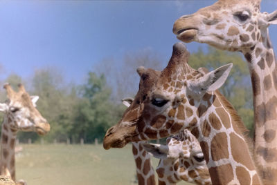 Close-up of giraffe