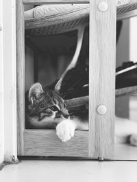 Cat sleeping on wood