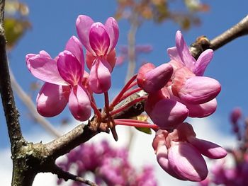 Close-up of pink cherry blossoms