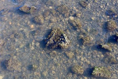High angle view of trees