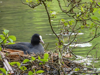 Bird perching on tree by lake