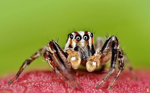 Close-up of plexippus paykulli spider