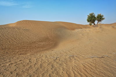 0286 several isolate desert poplar-populus euphratica trees in the taklamakan desert. xinjiang-china