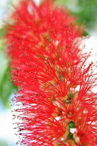 Close-up of red flower