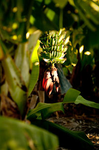 Close-up of plant growing on plant