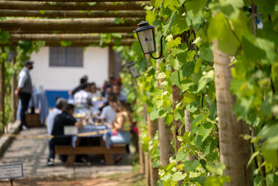 Group of people having lunch on grape plants