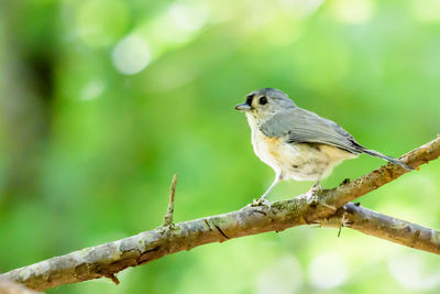 Close-up of bird perching on branch