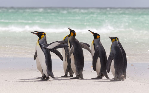 View of birds on beach