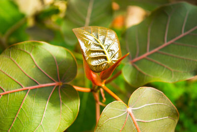 Close-up of butterfly on leaves