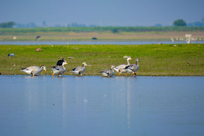 Birds on a lake