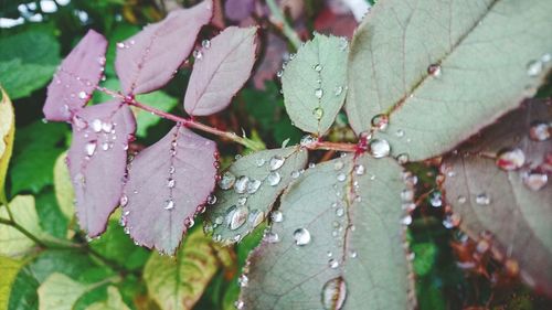 Close-up of water drops on leaves