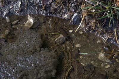 Close-up of crab in water
