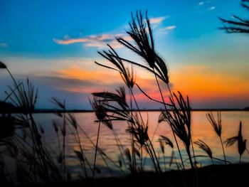 Close-up of silhouette plants against sunset sky