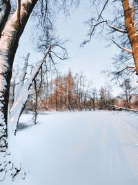 Bare trees on snow covered land against sky