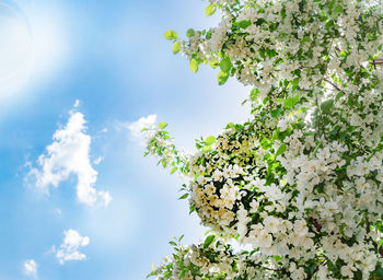 Apple blossom with delicate white flowers on branches against a clear blue sky