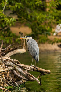 High angle view of gray heron perching on tree