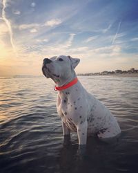 Dog standing in sea against sky during sunset