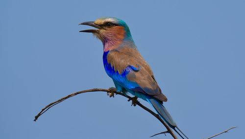 Lilac-breasted roller perching on stick against clear sky