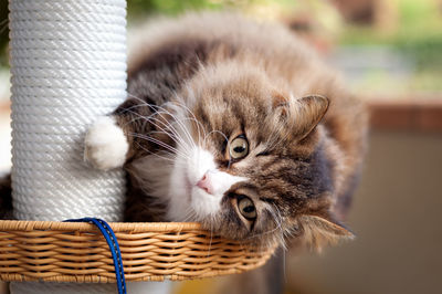 Close-up of kitten relaxing in basket