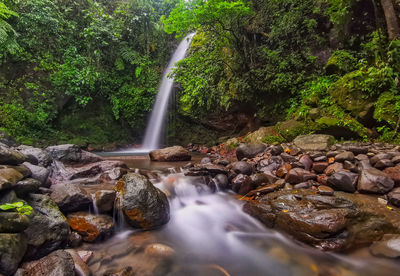 Scenic view of waterfall in forest