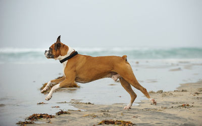 Dog on beach