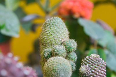 Spiky cactus colourful 