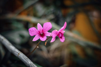 Close-up of pink flowering plant