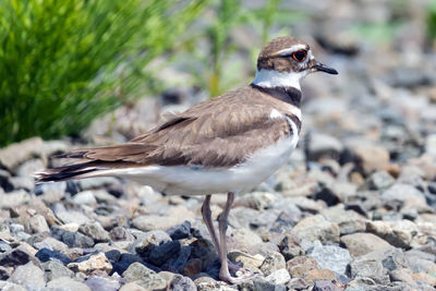 Close-up of bird perching on rock