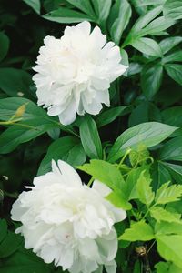 Close-up of white flowers