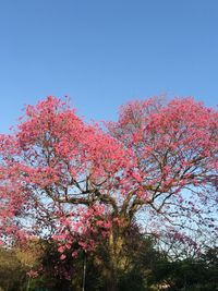 Low angle view of pink cherry blossoms against sky