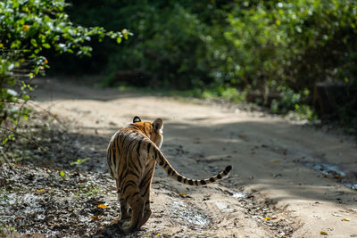 Full length of a cat