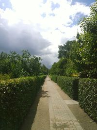 Footpath leading towards trees