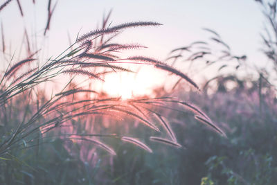 Close-up of stalks against sunset sky