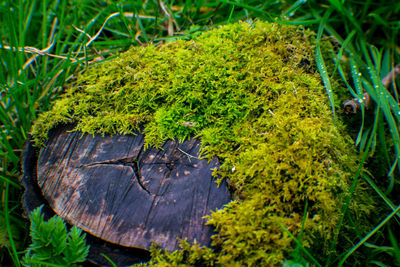 Close-up of moss growing on tree trunk