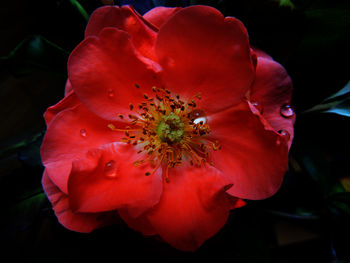Close-up of red rose