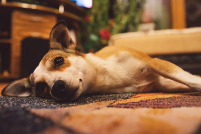 Close-up of dog sleeping on floor