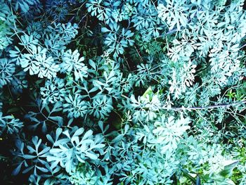 Close-up of green leaves