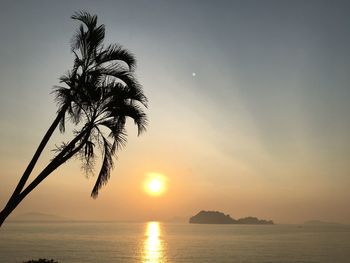 Silhouette palm tree by sea against sky during sunset