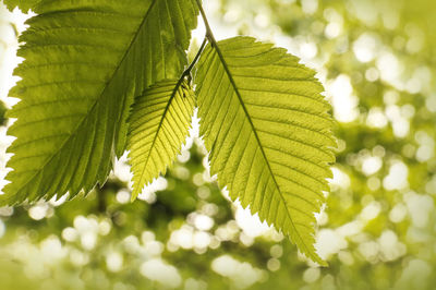 Close-up of leaves against blurred background