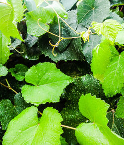 Close-up of raindrops on leaves