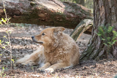 View of a dog relaxing on tree trunk