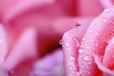 Close-up of wet flower