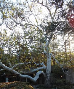 Low angle view of trees against sky