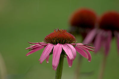 Water dripping off a coneflower