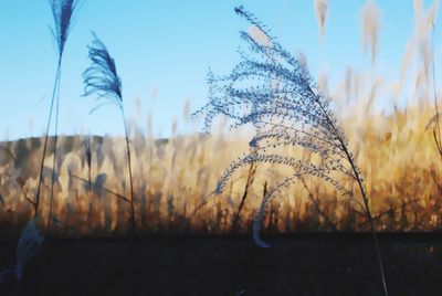 Close-up of plants on field against sky