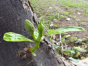 High angle view of fresh green plant on field