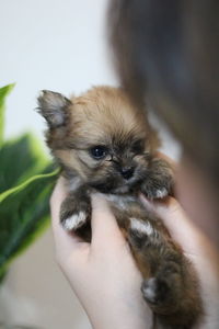 Close-up of hand holding small dog