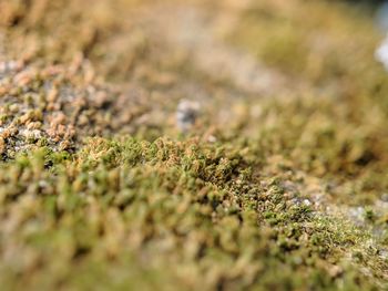 Close-up of a moss growing on field